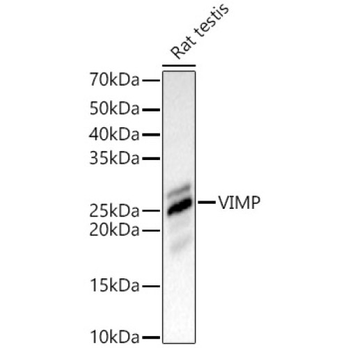 VIMP Rabbit pAb