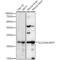 SLC25A4/ANT1 Rabbit pAb