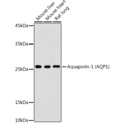 Aquaporin-1 (AQP1) Rabbit pAb