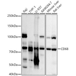 CD68 Rabbit pAb