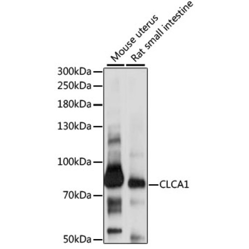 CLCA1 Rabbit pAb