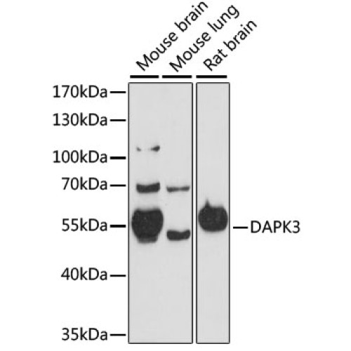 DAPK3 Rabbit pAb