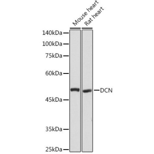 DCN Rabbit pAb
