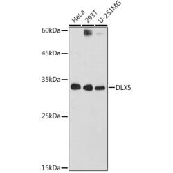 DLX5 Rabbit pAb