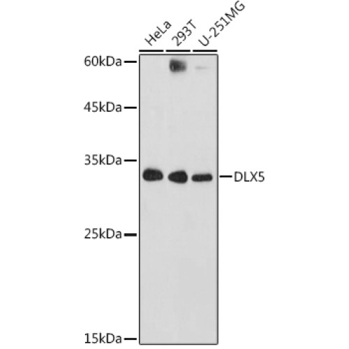 DLX5 Rabbit pAb