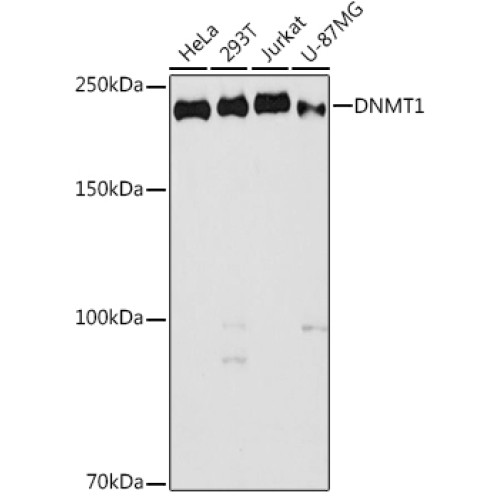 DNMT1 Rabbit pAb