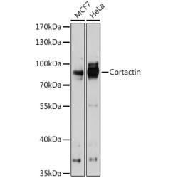 Cortactin Rabbit pAb