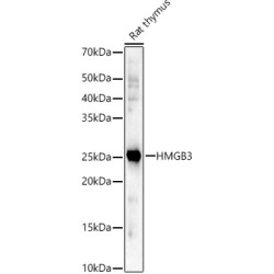 HMGB3 Rabbit pAb