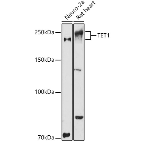TET1 Rabbit pAb