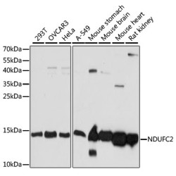 [KO Validated] NDUFC2 Rabbit pAb