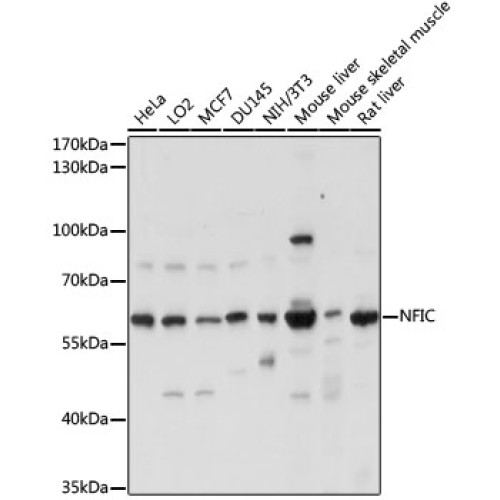 NFIC Rabbit pAb