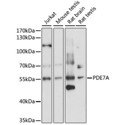 PDE7A Rabbit pAb