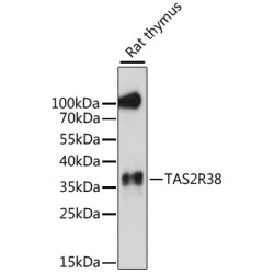 TAS2R38 Rabbit pAb
