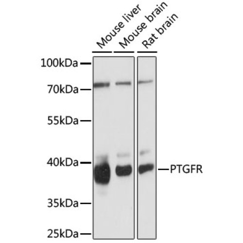 PTGFR Rabbit pAb