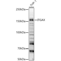ITGAX Rabbit pAb