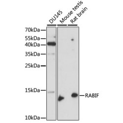 RABIF Rabbit pAb