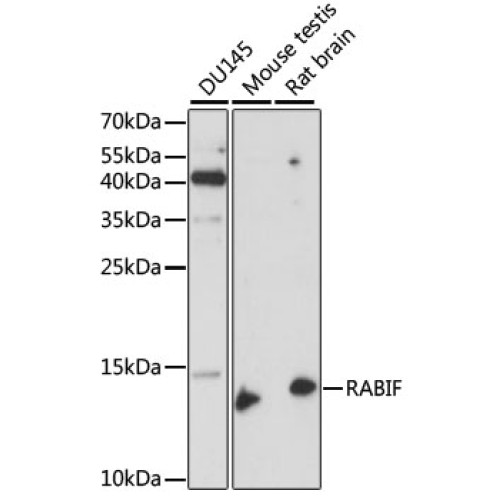RABIF Rabbit pAb