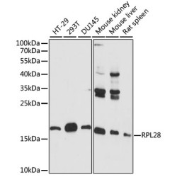 RPL28 Rabbit pAb