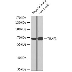 TRAF3 Rabbit pAb