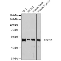 PDCD7 Rabbit mAb