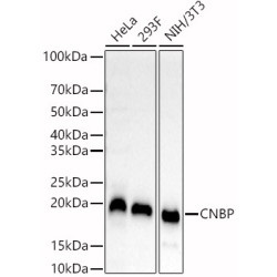 CNBP Rabbit pAb