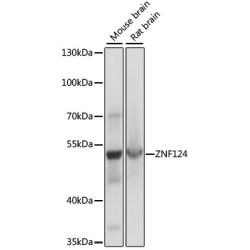 ZNF124 Rabbit pAb