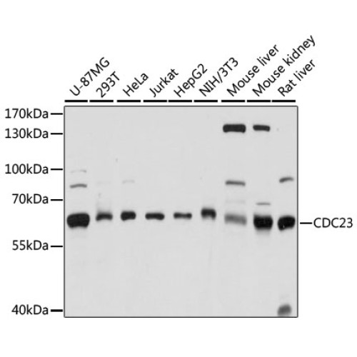 CDC23 Rabbit pAb