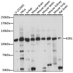KSR1 Rabbit pAb