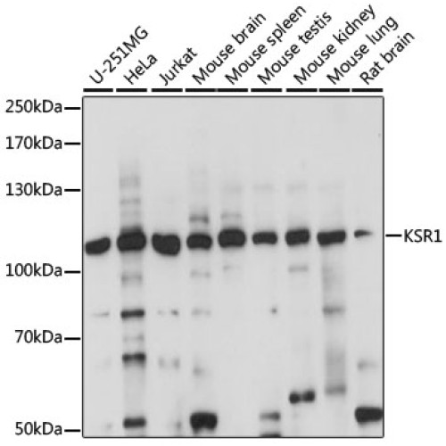 KSR1 Rabbit pAb