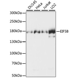 EIF5B Rabbit pAb