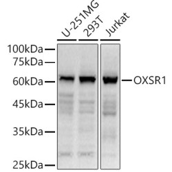 OXSR1 Rabbit pAb
