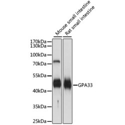 GPA33 Rabbit pAb