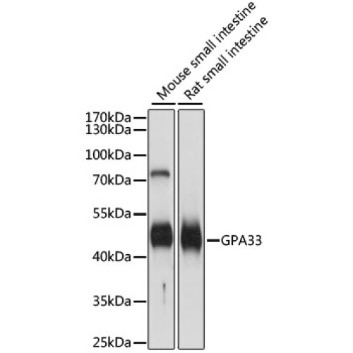 GPA33 Rabbit pAb