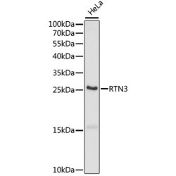 RTN3 Rabbit pAb