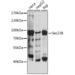Sec23B Rabbit pAb