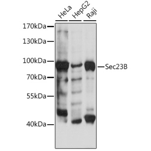 Sec23B Rabbit pAb