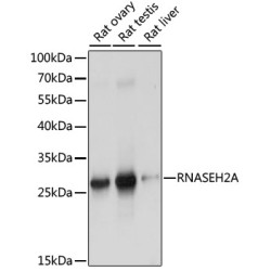 RNASEH2A Rabbit pAb