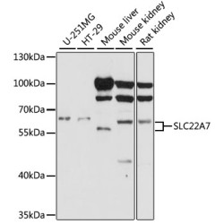 SLC22A7 Rabbit pAb
