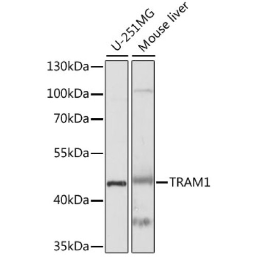 TRAM1 Rabbit pAb
