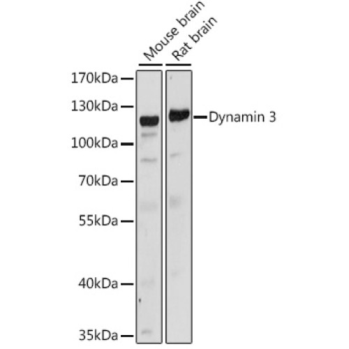 Dynamin 3 Rabbit pAb