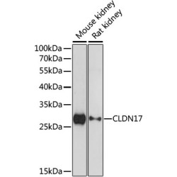 CLDN17 Rabbit pAb