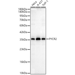 PYCR2 Rabbit pAb