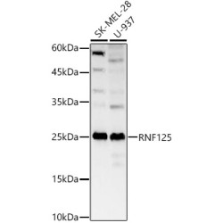 RNF125 Rabbit pAb