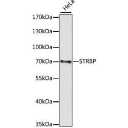 STRBP Rabbit pAb