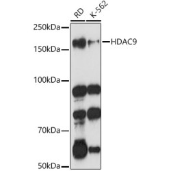 HDAC9 Rabbit pAb