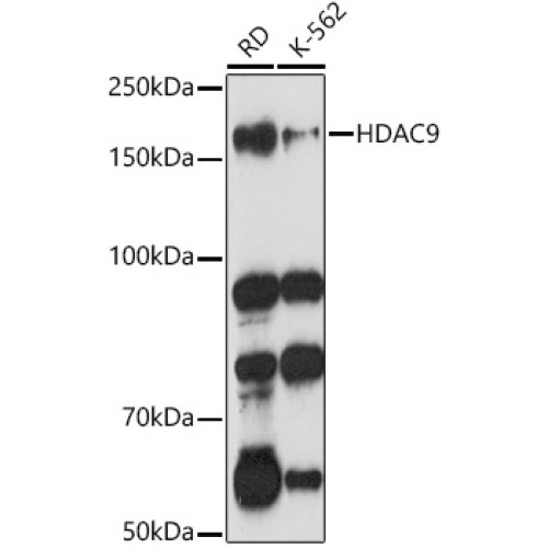 HDAC9 Rabbit pAb
