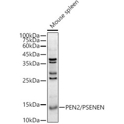 PEN2/PSENEN Rabbit pAb