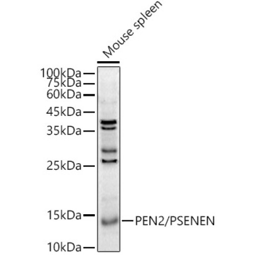 PEN2/PSENEN Rabbit pAb
