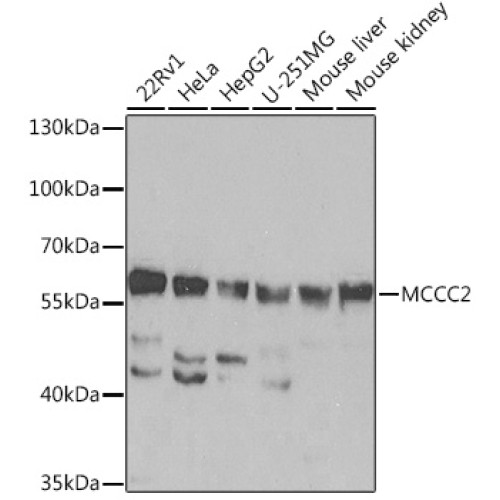 MCCC2 Rabbit pAb
