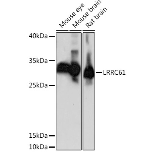 LRRC61 Rabbit pAb